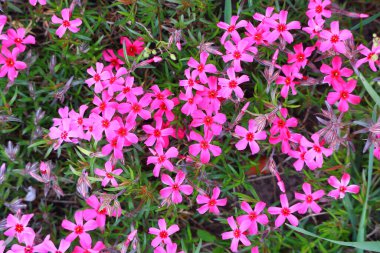 Küçük bahar çiçekleri. güzel pembe çiçekler