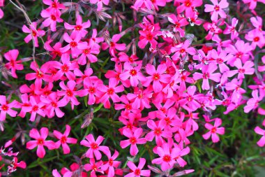 Küçük bahar çiçekleri. güzel pembe çiçekler