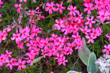 Küçük bahar çiçekleri. güzel pembe çiçekler