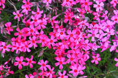 Küçük bahar çiçekleri. güzel pembe çiçekler