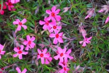 Küçük bahar çiçekleri. güzel pembe çiçekler