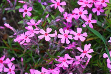 Küçük bahar çiçekleri. güzel pembe çiçekler