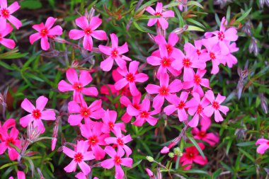 Küçük bahar çiçekleri. güzel pembe çiçekler