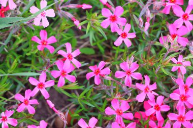 Küçük bahar çiçekleri. güzel pembe çiçekler
