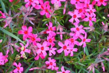 Küçük bahar çiçekleri. güzel pembe çiçekler