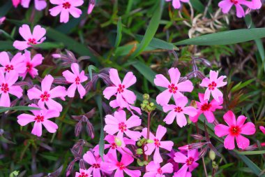 Küçük bahar çiçekleri. güzel pembe çiçekler
