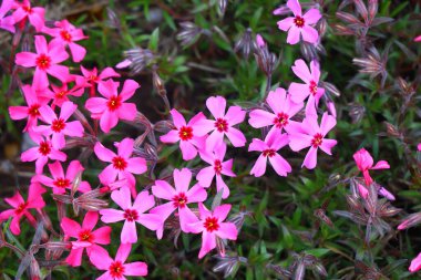 Küçük bahar çiçekleri. güzel pembe çiçekler