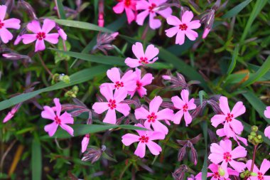 Küçük bahar çiçekleri. güzel pembe çiçekler