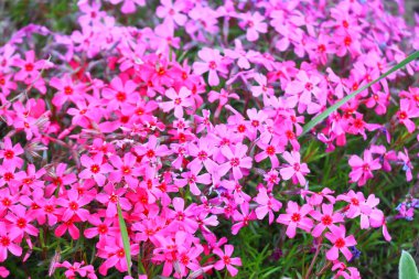 Küçük bahar çiçekleri. güzel pembe çiçekler