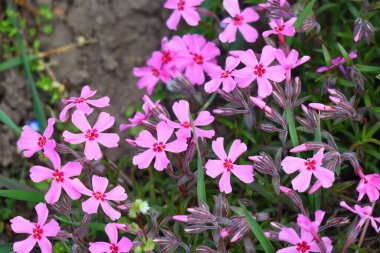 Küçük bahar çiçekleri. güzel pembe çiçekler