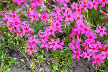 Küçük bahar çiçekleri. güzel pembe çiçekler