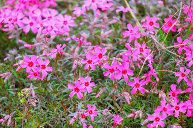 Küçük bahar çiçekleri. güzel pembe çiçekler