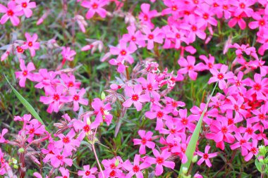 Küçük bahar çiçekleri. güzel pembe çiçekler