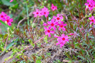 Küçük bahar çiçekleri. güzel pembe çiçekler