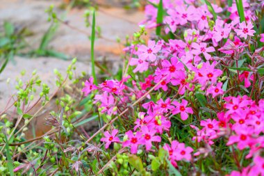 Küçük bahar çiçekleri. güzel pembe çiçekler