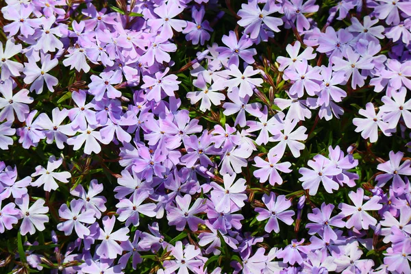 Little Spring Flowers Beautiful Pink Flowers — Stock Photo, Image