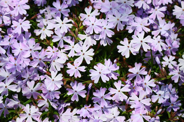 Little Spring Flowers Beautiful Pink Flowers — Stock Photo, Image