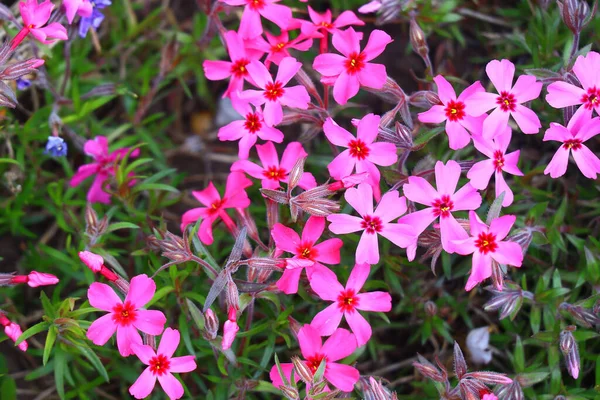 Kis Tavaszi Virágok Gyönyörű Rózsaszín Virágok — Stock Fotó