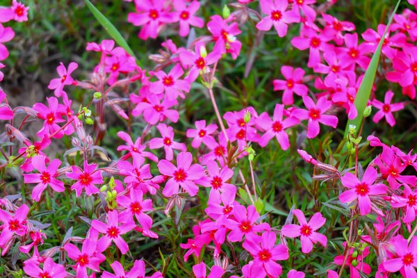 Маленькие Весенние Цветы Красивые Розовые Цветы — стоковое фото
