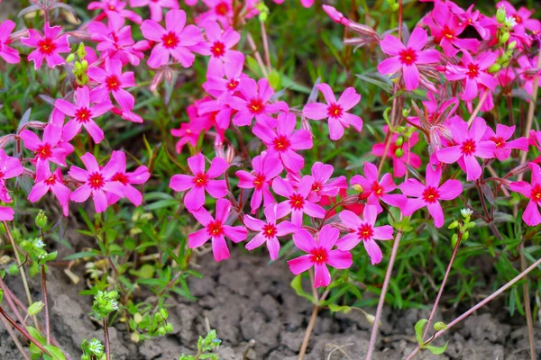 Kis Tavaszi Virágok Gyönyörű Rózsaszín Virágok — Stock Fotó