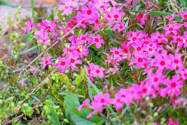 Pequenas Flores Primavera Belas Flores Rosa — Fotografia de Stock