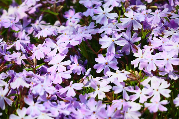 Little Spring Flowers Beautiful Pink Flowers — Stock Photo, Image