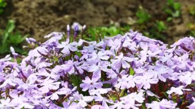 Küçük bahar çiçekleri. güzel pembe çiçekler