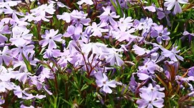 Küçük bahar çiçekleri. güzel pembe çiçekler