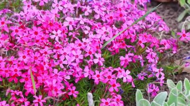 Küçük bahar çiçekleri. güzel pembe çiçekler