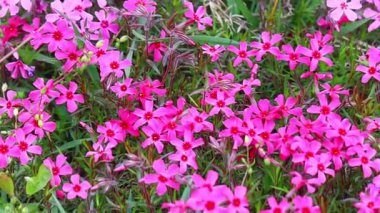 Küçük bahar çiçekleri. güzel pembe çiçekler