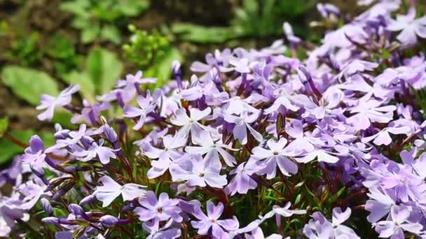 Little Spring Flowers Beautiful Pink Flowers — Stock Video