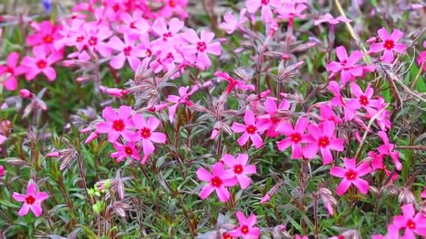 春天的小花美丽的粉红色花朵 — 图库视频影像