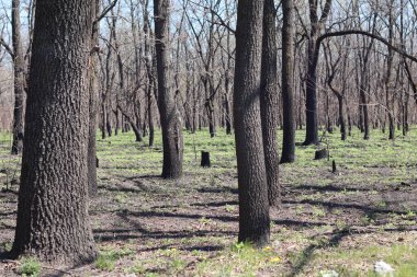 Kasvetli, korkunç orman. çıplak ağaç gövdeleri
