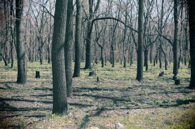 Kasvetli, korkunç orman. çıplak ağaç gövdeleri