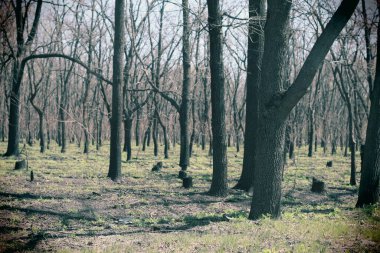 Kasvetli, korkunç orman. çıplak ağaç gövdeleri