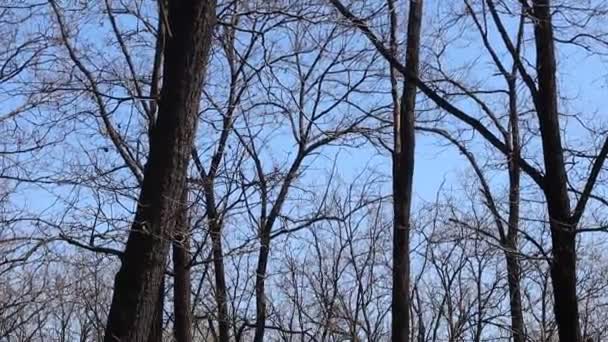 Bosque Tenebroso Aterrador Troncos Árboles Desnudos — Vídeos de Stock