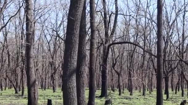 Мрачный Страшный Лес Голые Стволы Деревьев — стоковое видео