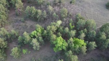 Yeşil çam ormanı. Orman yukarıdan.