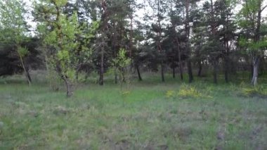 Yeşil çam ormanı. Orman yukarıdan.