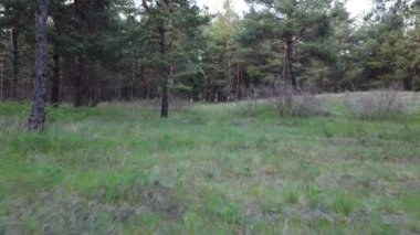 Yeşil çam ormanı. Orman yukarıdan.