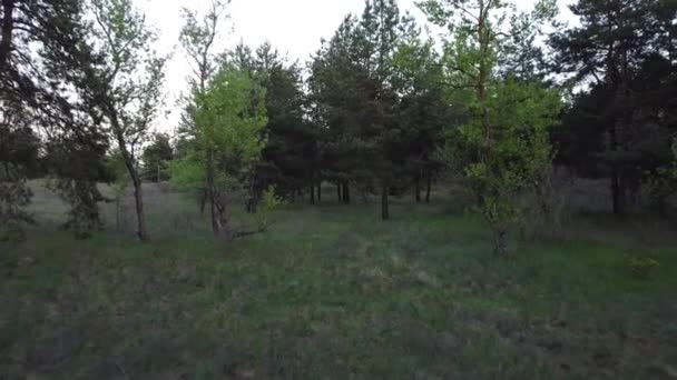 Grüner Kiefernwald Wald Von Oben — Stockvideo