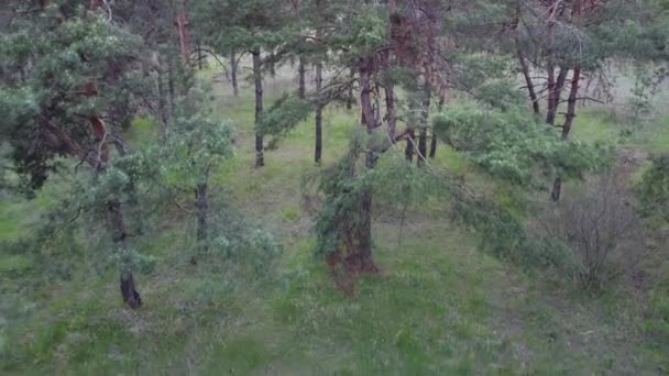 Bosque Pino Verde Bosque Desde Arriba — Vídeo de stock