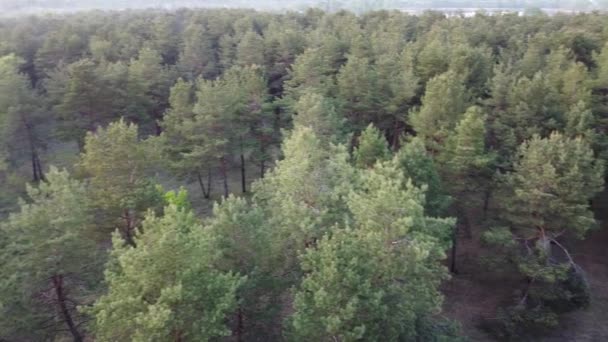 Grüner Kiefernwald Wald Von Oben — Stockvideo