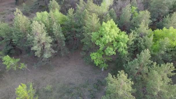 Yeşil Çam Ormanı Orman Yukarıdan — Stok video