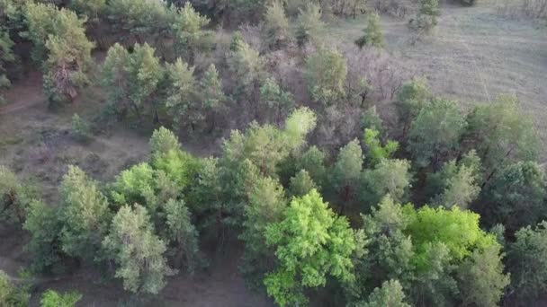 forêt de pins verts. forêt d'en haut .