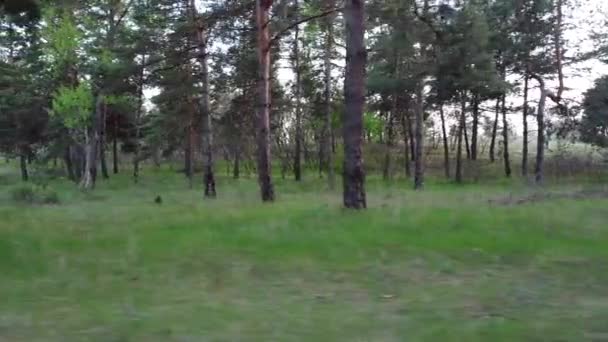 Bosque Pino Verde Bosque Desde Arriba — Vídeo de stock