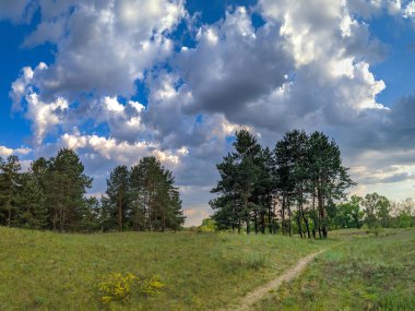 Gün batımında orman manzarası. Çam ağaçları ve güzel gökyüzü