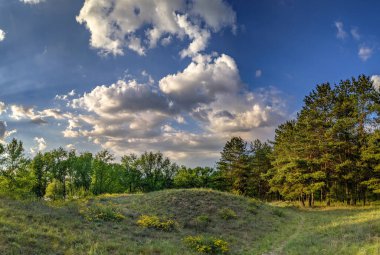 Gün batımında orman manzarası. Çam ağaçları ve güzel gökyüzü