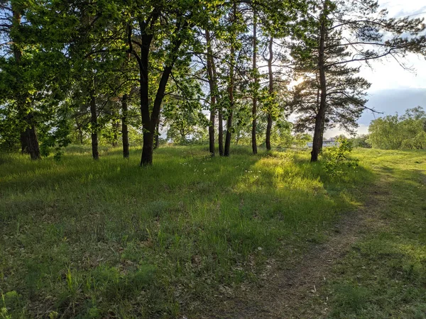 Landschap Met Een Bos Bij Zonsondergang Dennenbomen Prachtige Lucht — Stockfoto