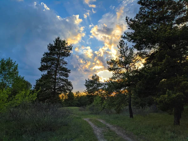 Landschaft Mit Einem Wald Bei Sonnenuntergang Kiefern Und Schöner Himmel — Stockfoto